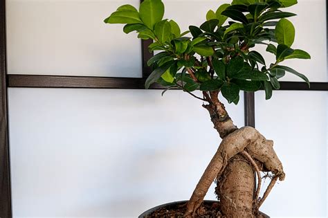 ficus ginseng 中文